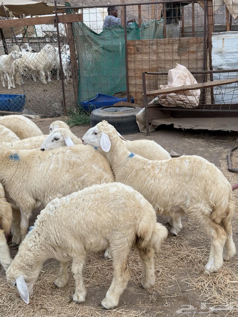 رخال حريه64389502472194114