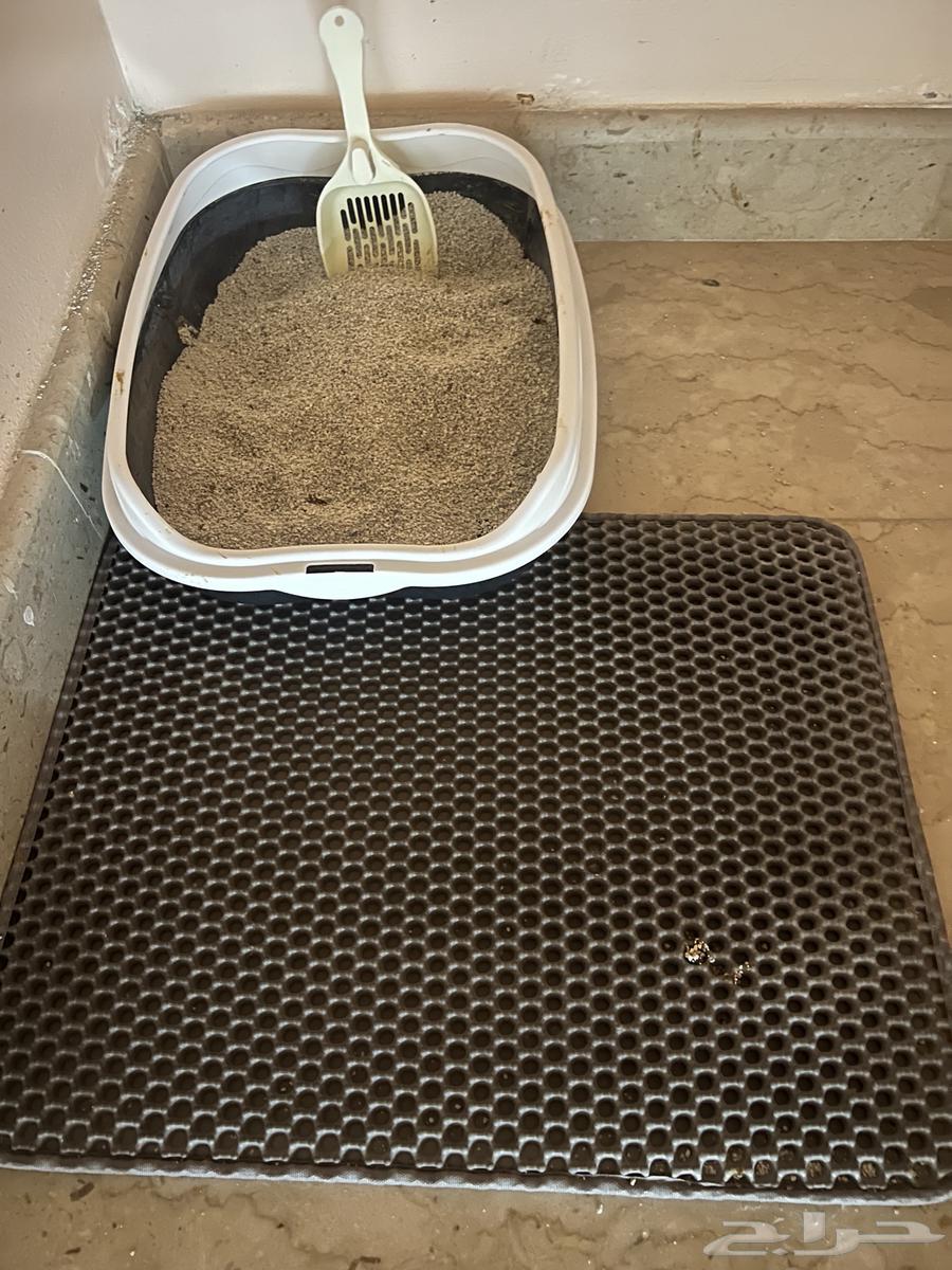 قطة سكوتش لونق هير دلوعه ومرتبة64390319451394110