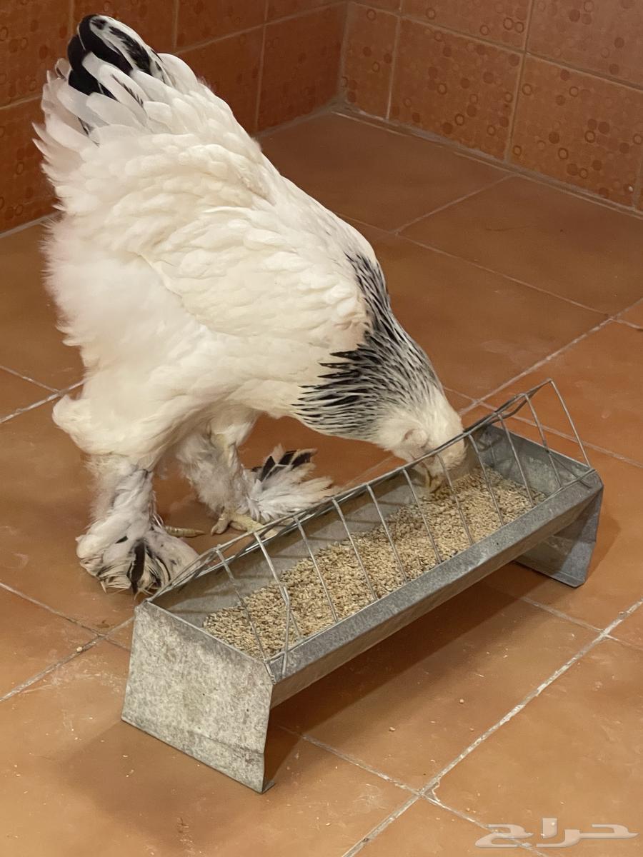 براهما كولمبي64380091729794113