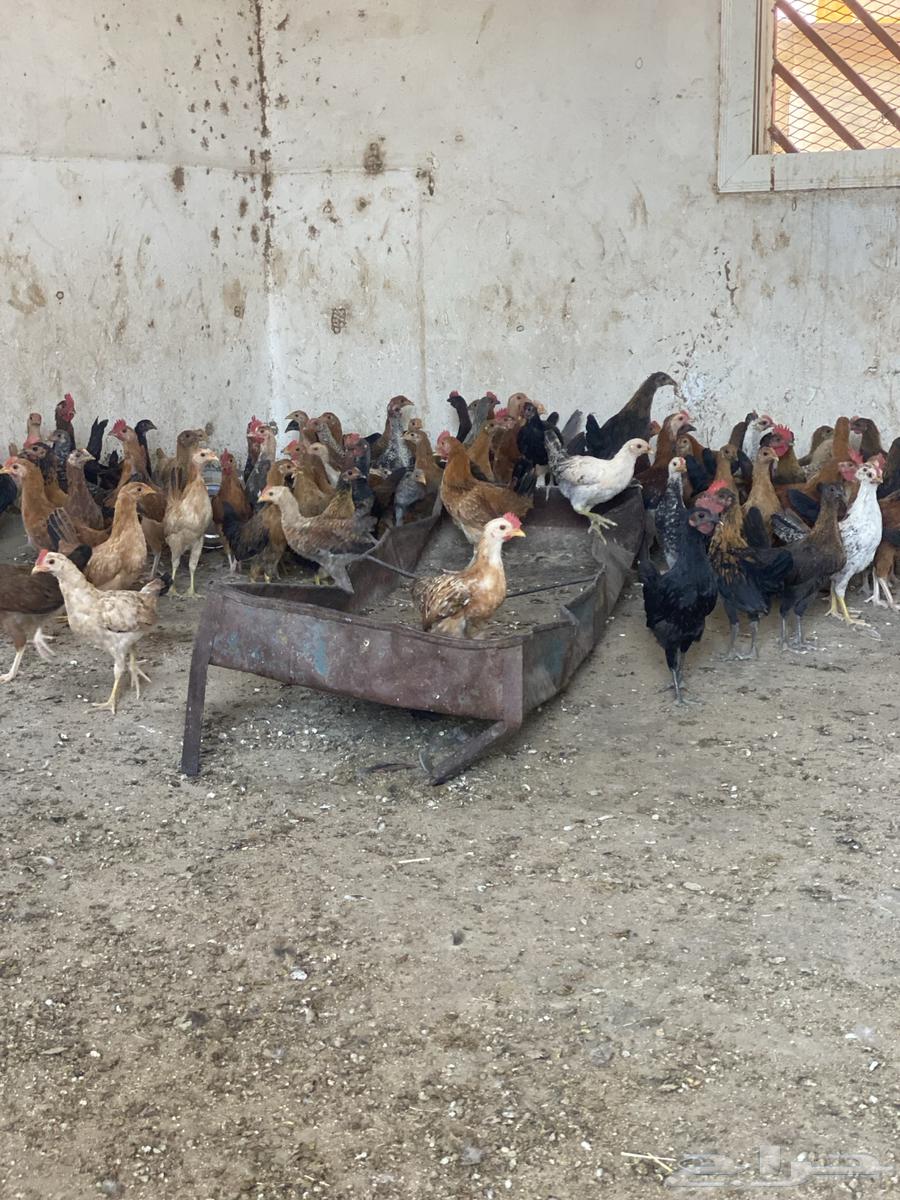 البيع دجاج العمره الثالث اشهور العدد 100 دجاج64382721312771112
