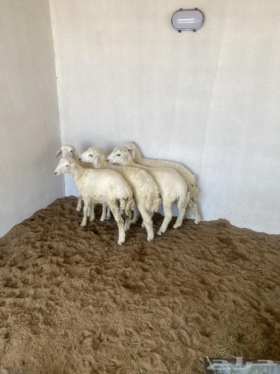 طليان صحه وشحم64382638088321111