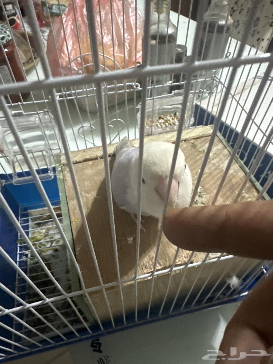 زوج روز منتج للبيع64384965984131114