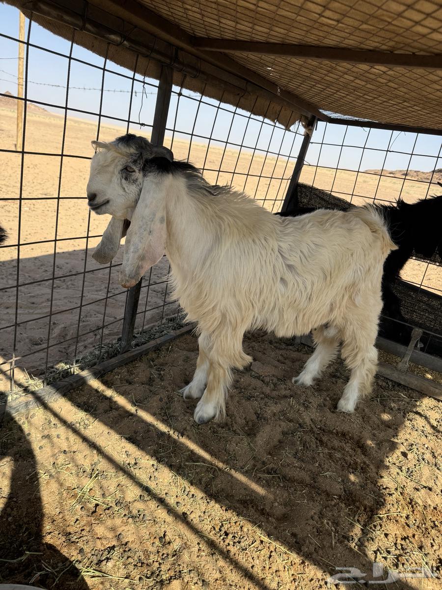 تيس صنف عمره 5 شهور64388729641089110