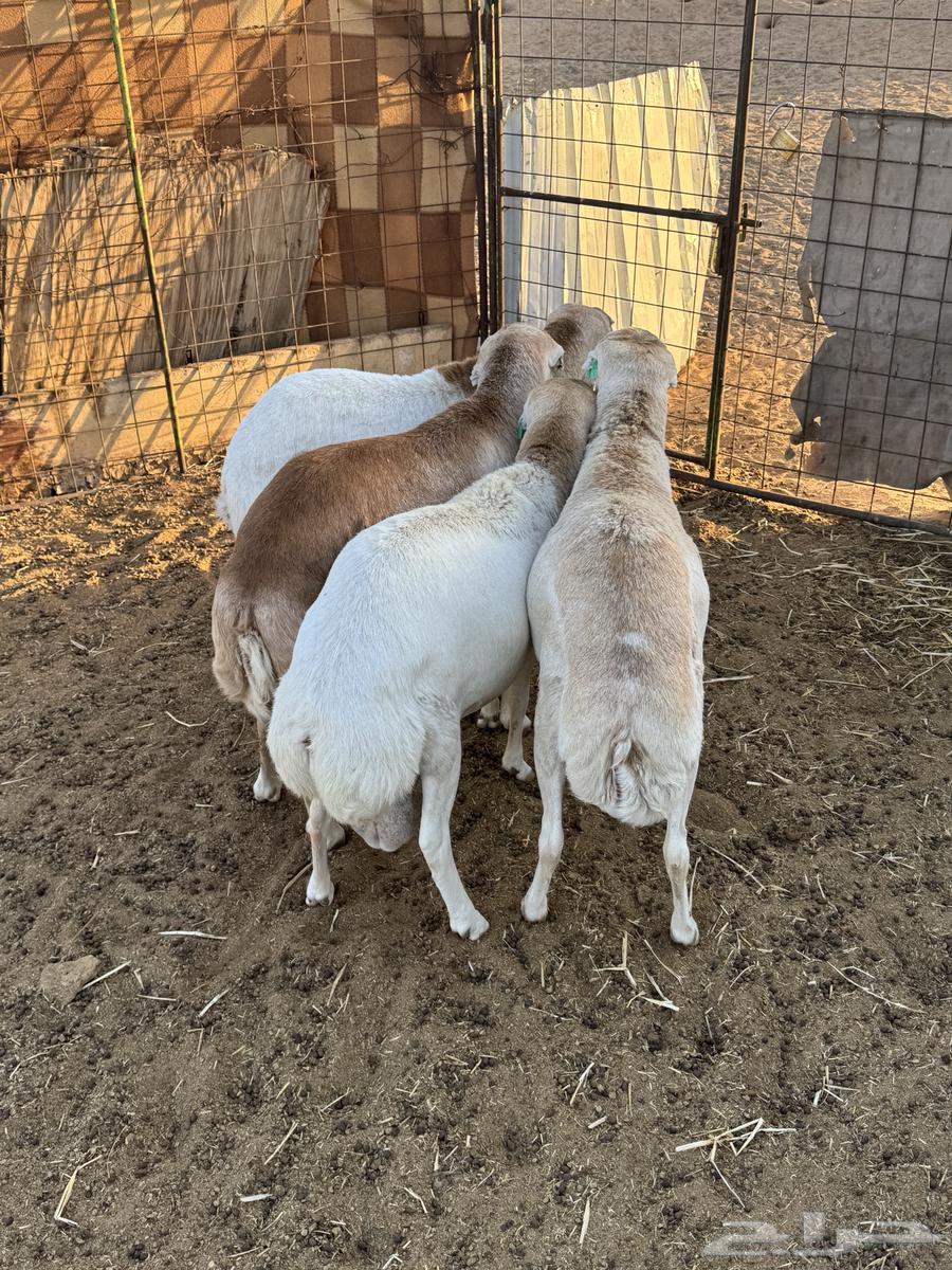 Sheep for sale64380042140545110