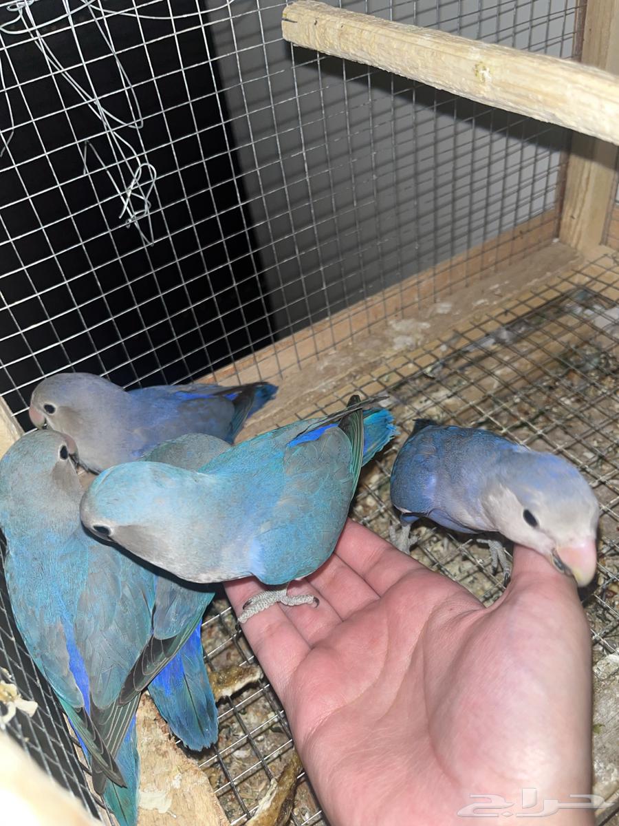 Bird of the Day64381864531586111