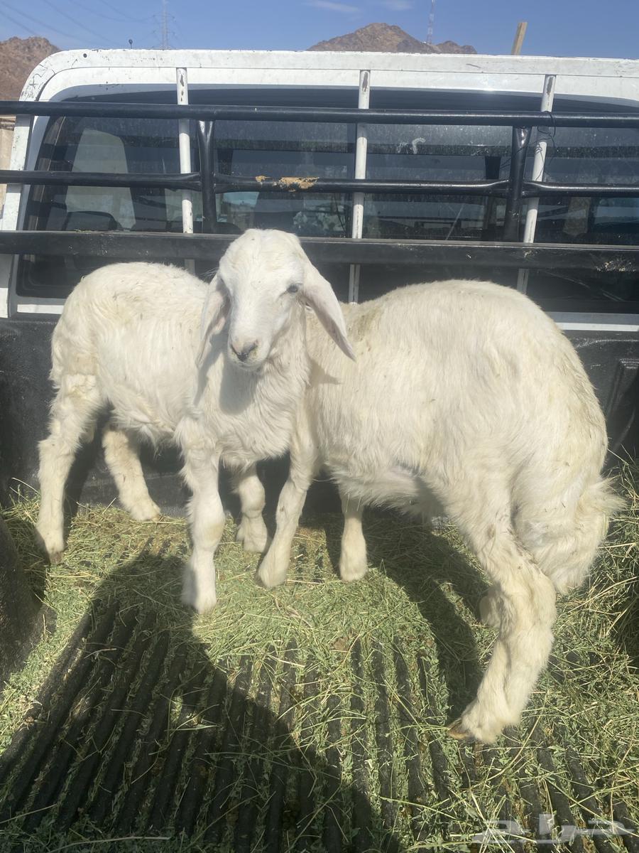 طليان تربية عمر ثلاث شهور64380902456194110