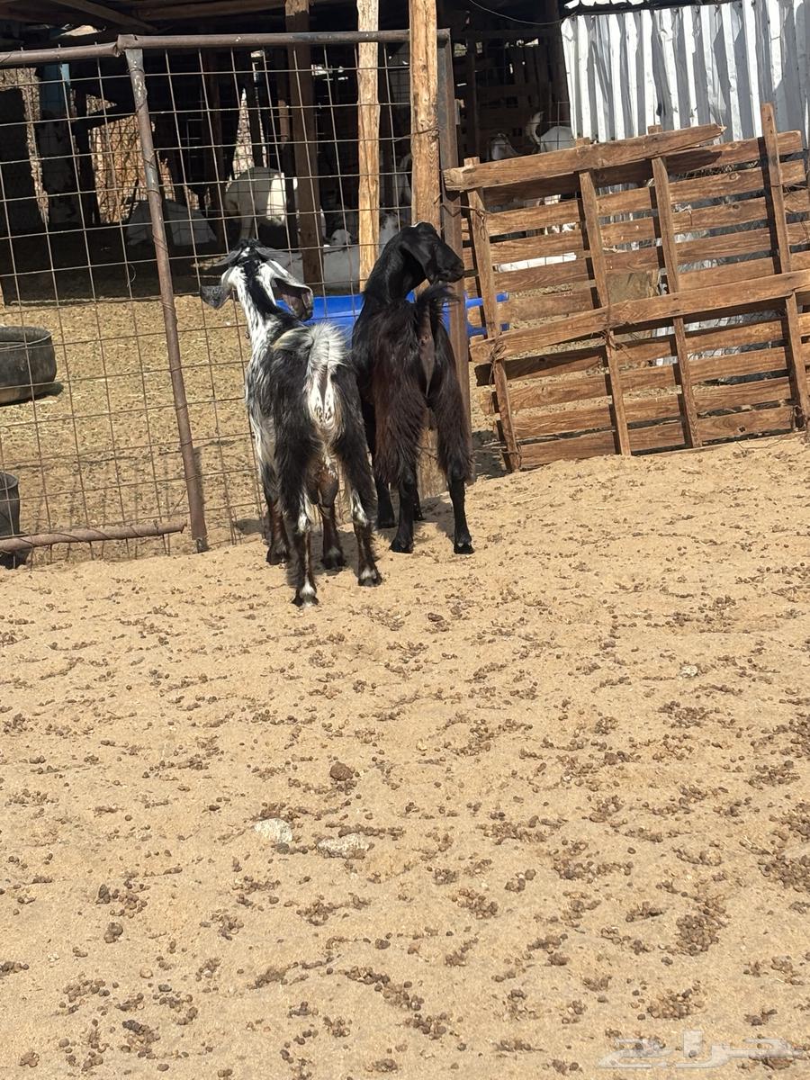 الشميسي طريق الخواجات64382362385281110