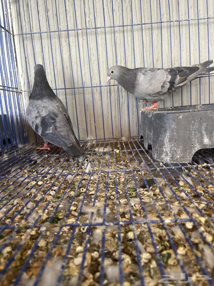 للبيع جوزين صنعاوي64381082223874110