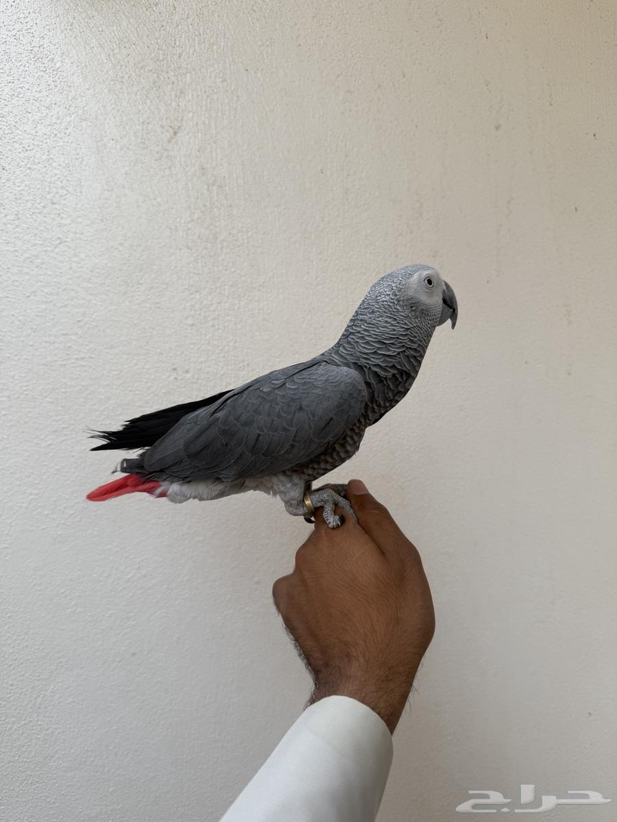 ببغاء كاسكو64379268044930112