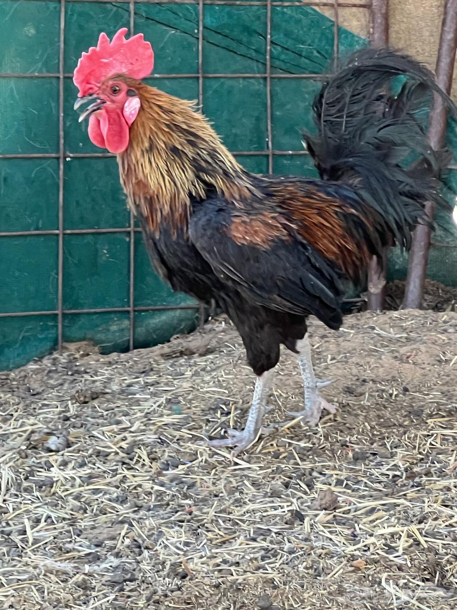 ديكة للبيع64389447178627110