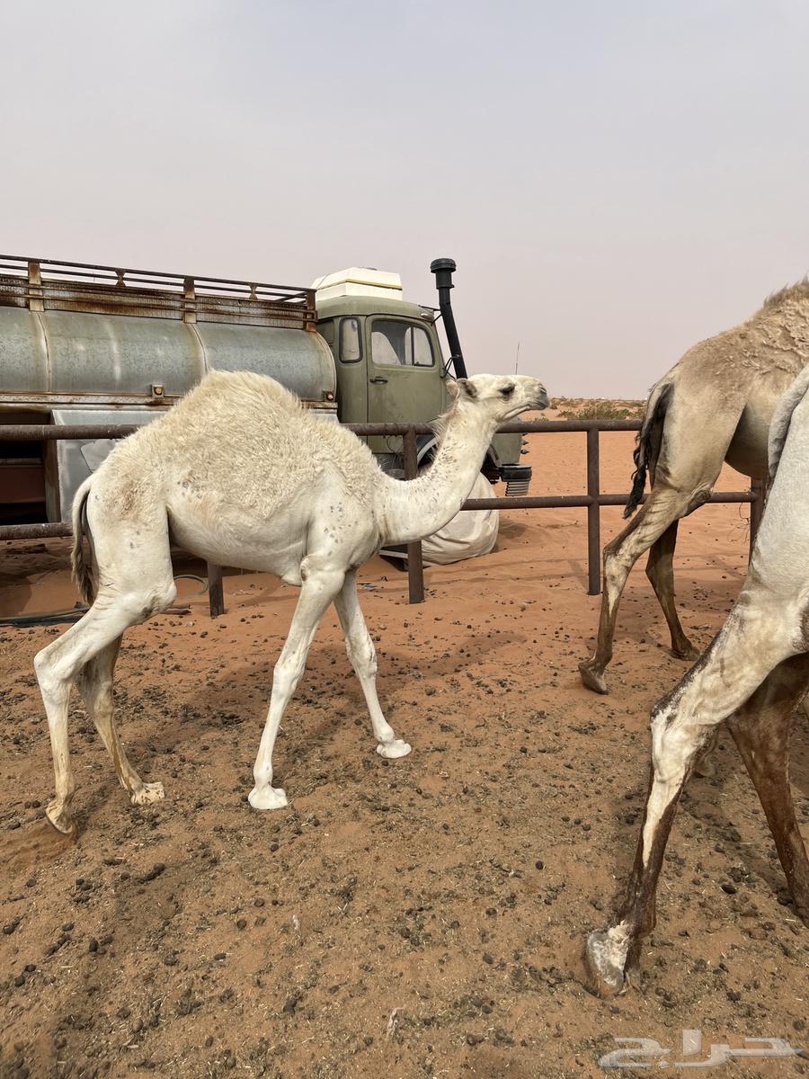 حشو حليب للبيع64388894685314112