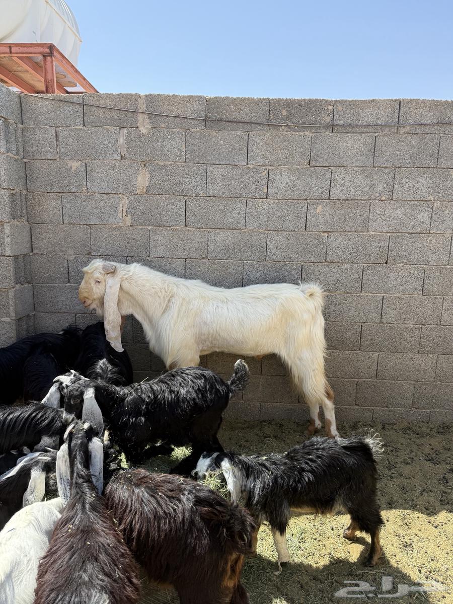 للبيع تيس فحل64381356721155111