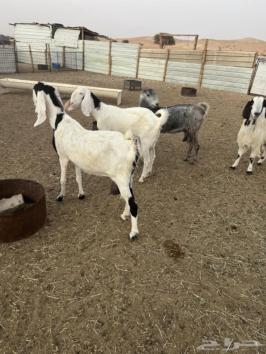 5 معزاء حليب مشاريك64389460683651112