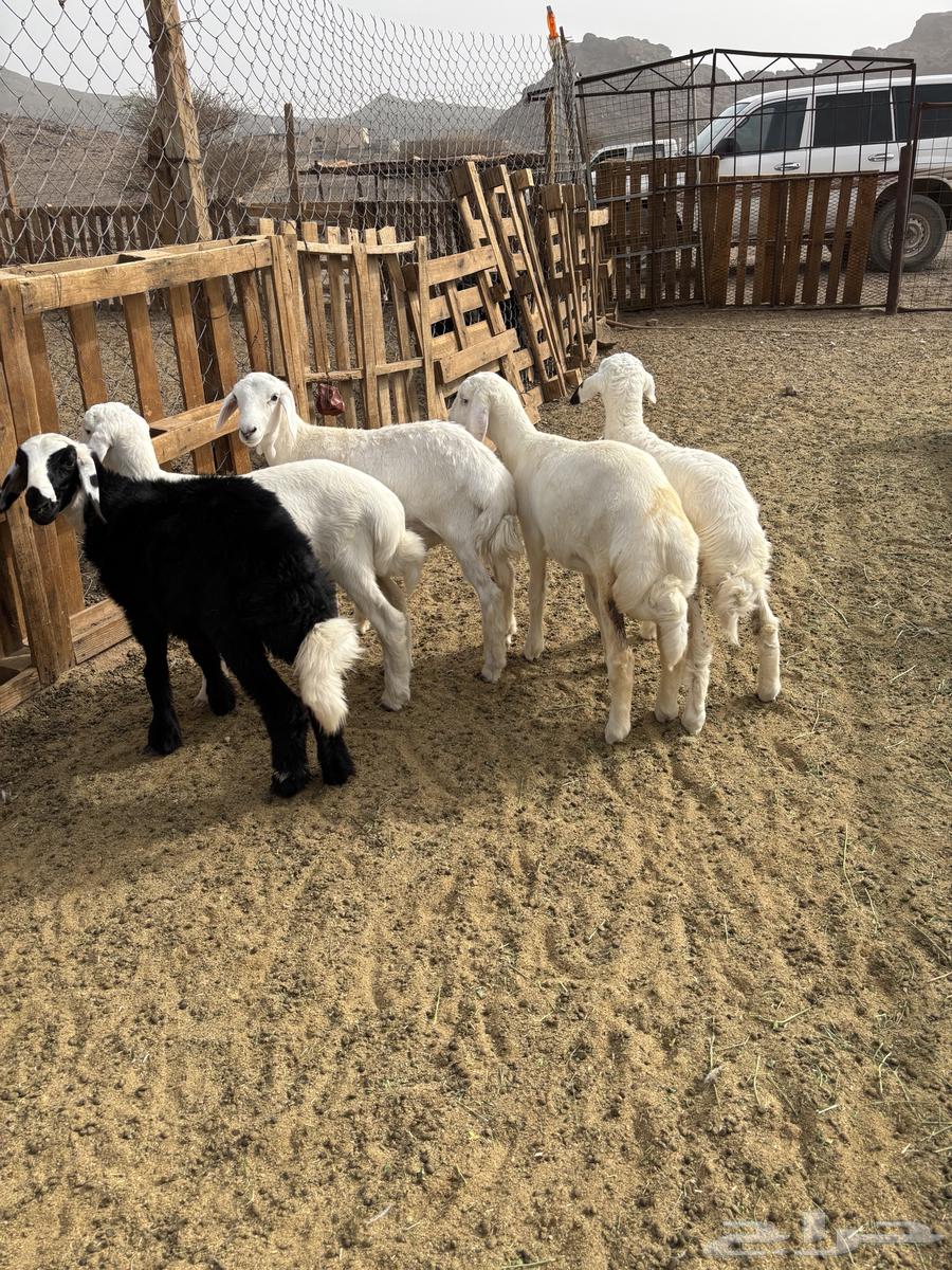 طليان للبيع64384148028162112