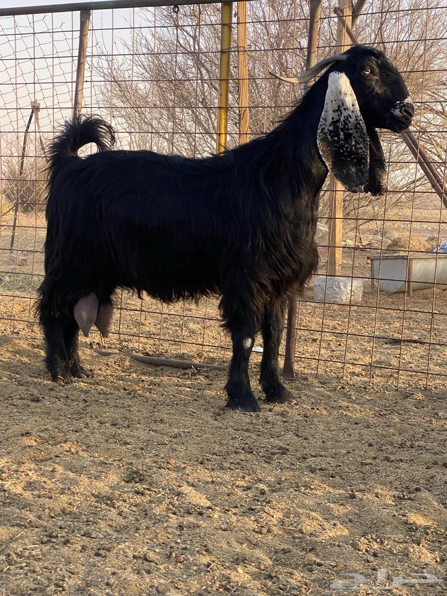 3 goats, defects, type of rarities64388509452546111