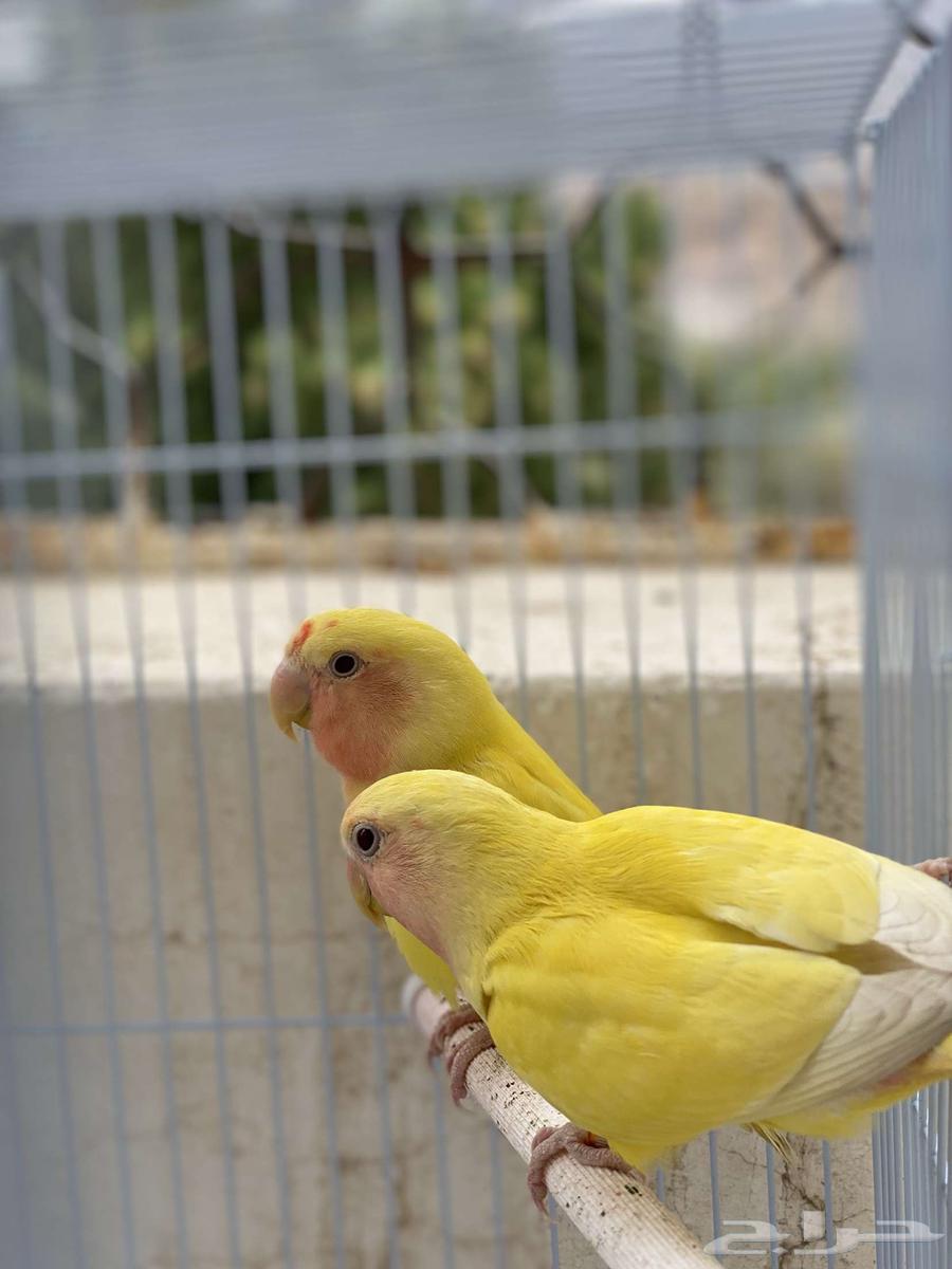 للبيع زوج روز64389640225026111