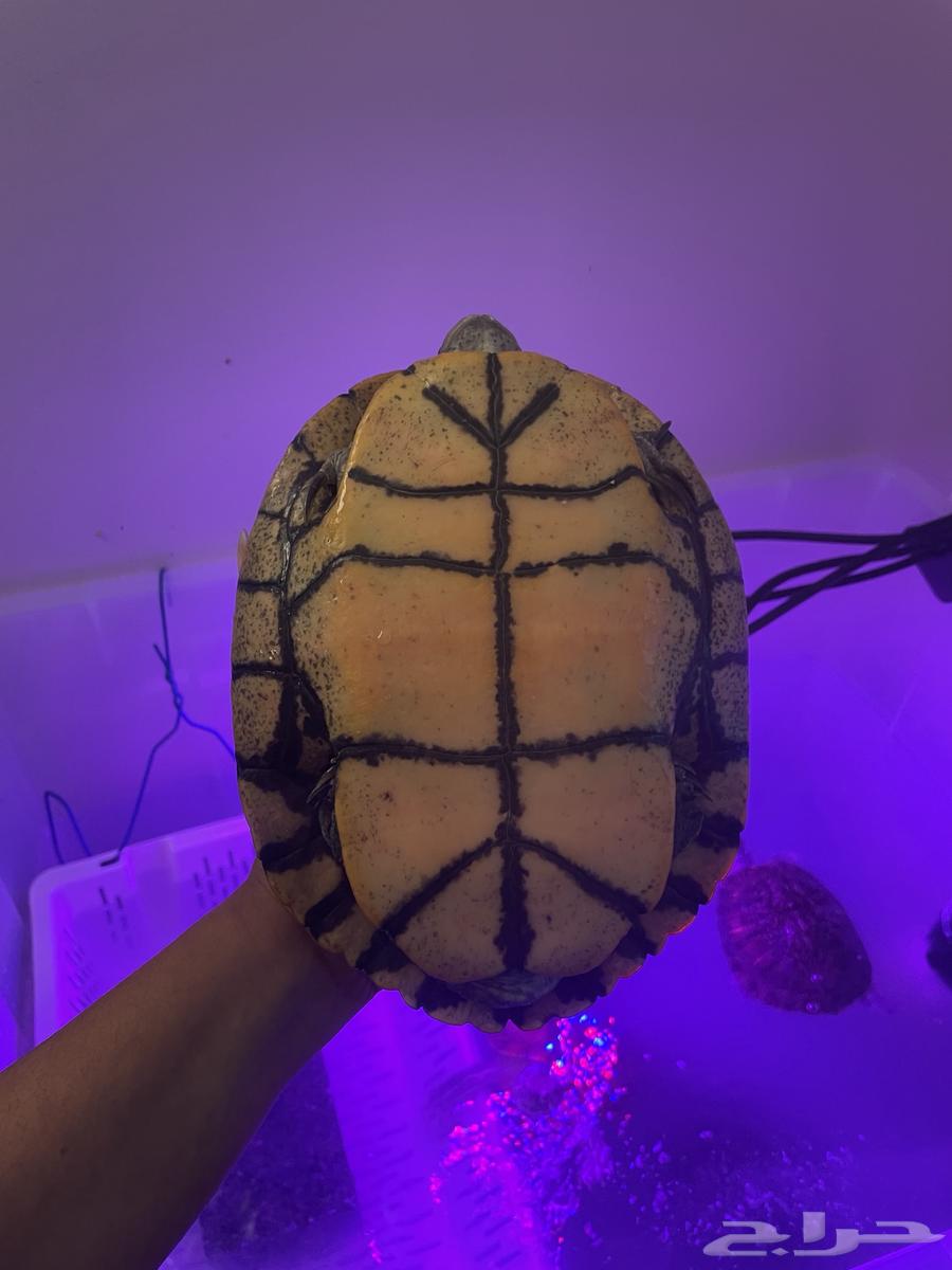 سلاحف برمائيه احجام كبيره64387494955779112