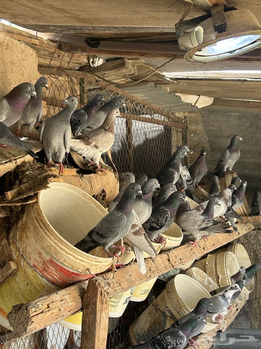 حمام زاجل سباق للبيع وفيه شي مش محجل64385466846081114