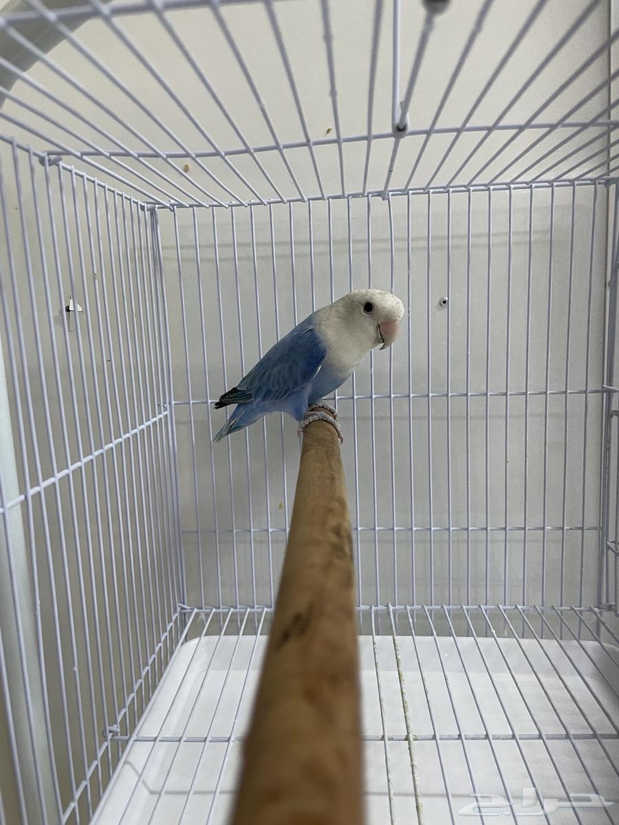 روز للبيع64385635096065111