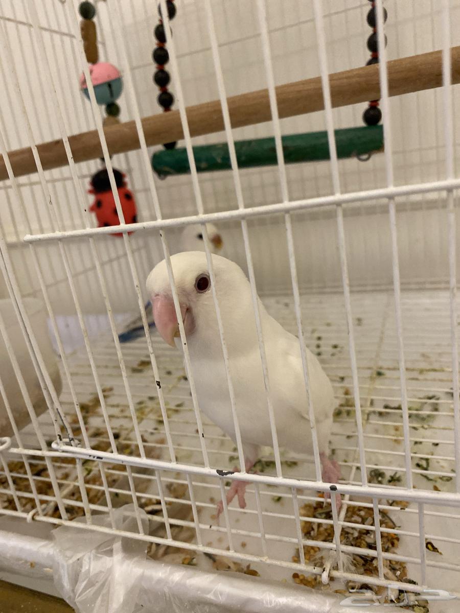 عصافير روز للبيع ذكور اليفه للبيع مع جميع مستلزماته64387243684482110