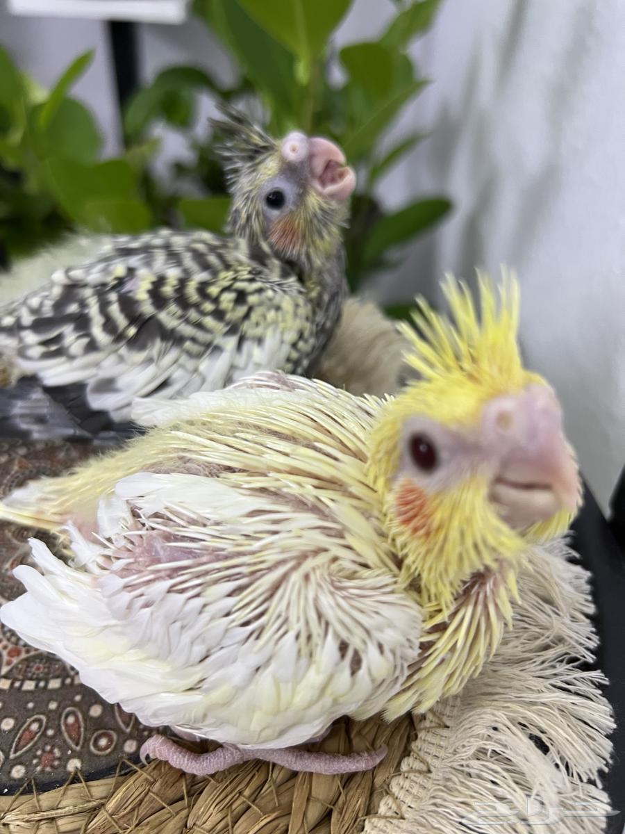 فروخ كروان64377929854723111