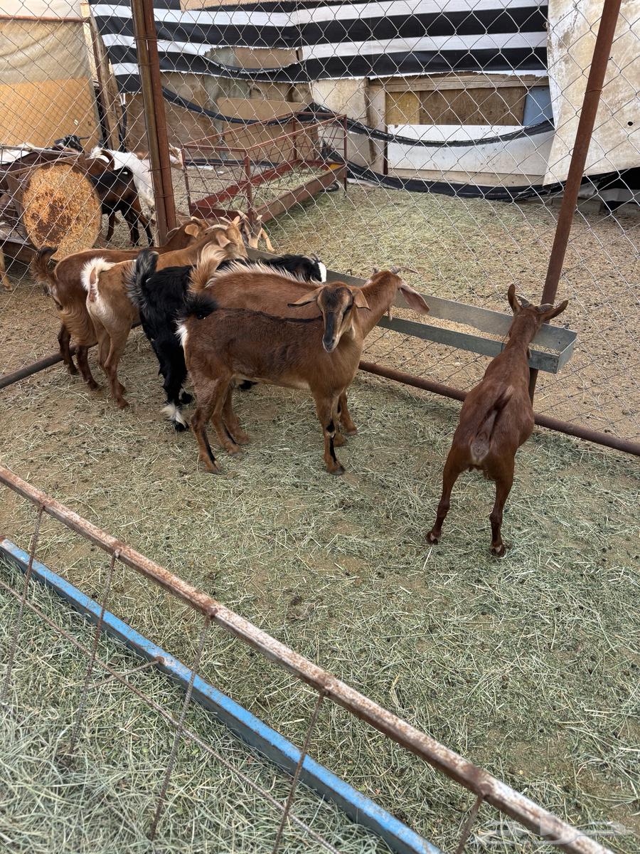 عنقان ذبايح او تربيه64384396565762110