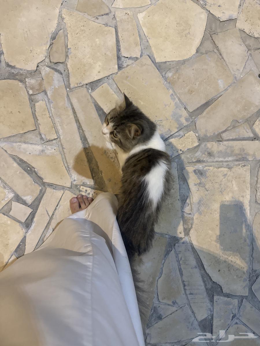 قطه للبيع64388798622977110