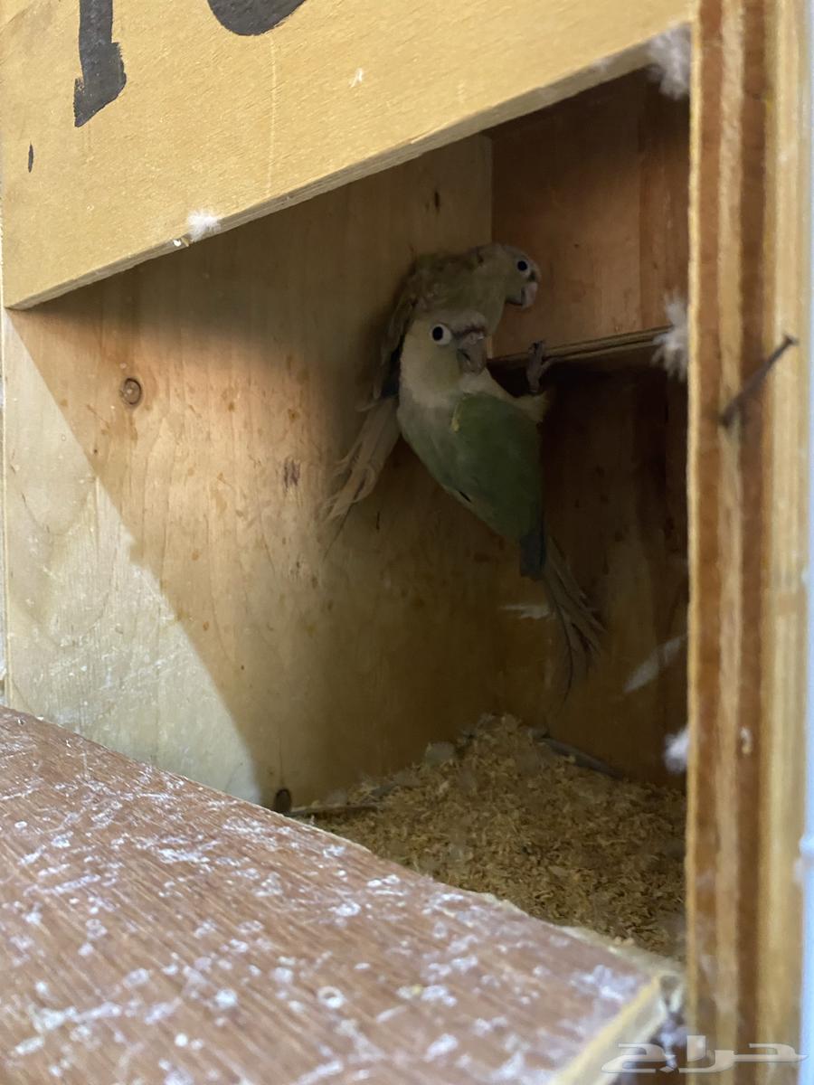 للبيع جوزين كنيور64384910859138114