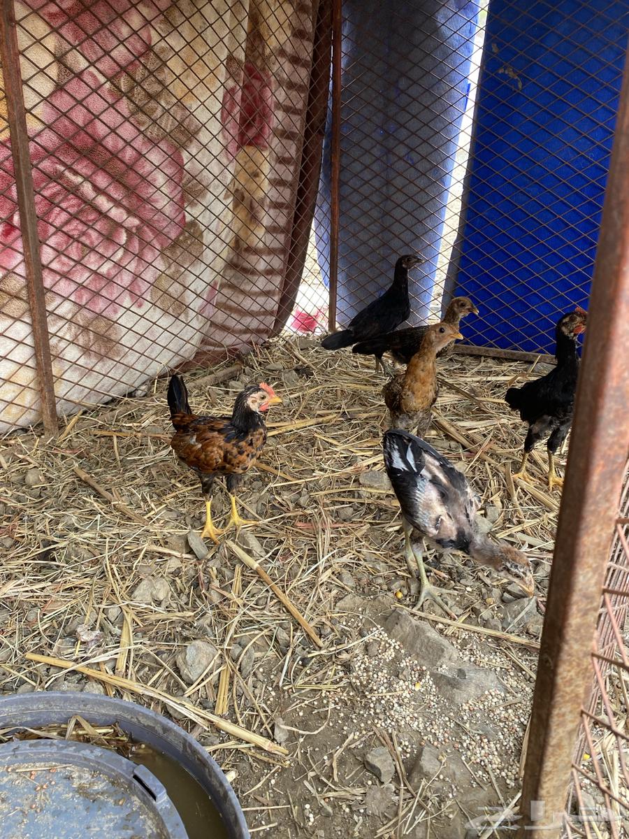 فرانيج بلدي64384661411073113