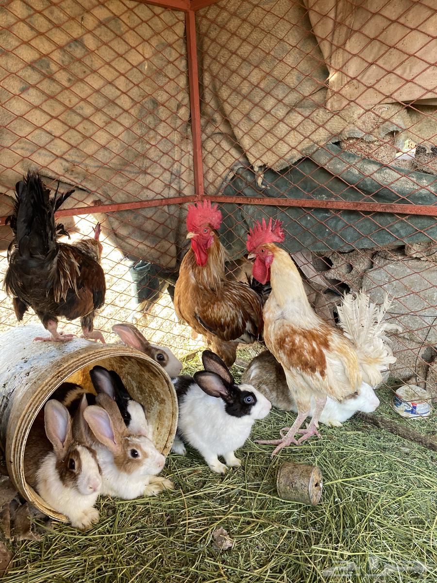 ديك بلدي64380227256450110