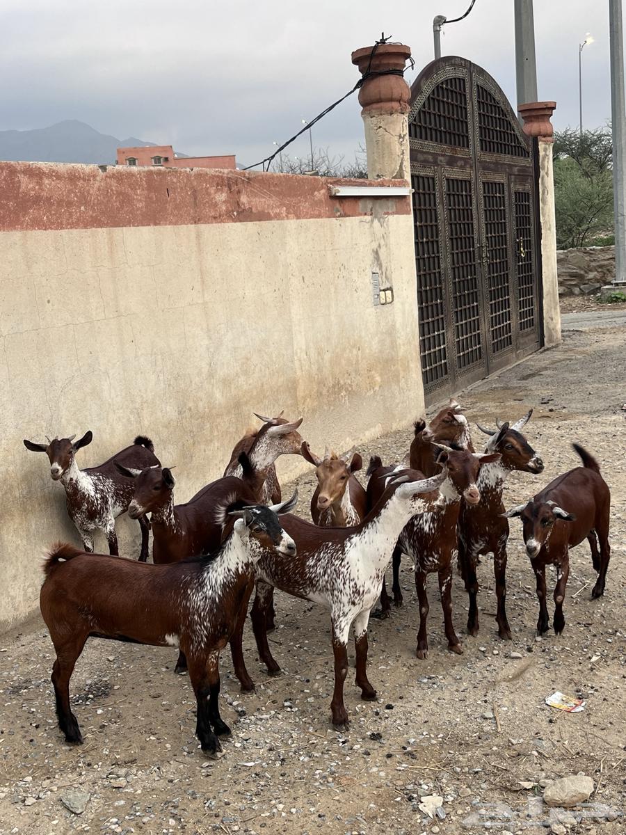 Jafar and Shah Dham Establishment Marah64382390607235110