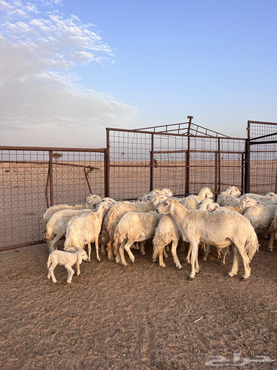 Harith Sheep64380434812289112