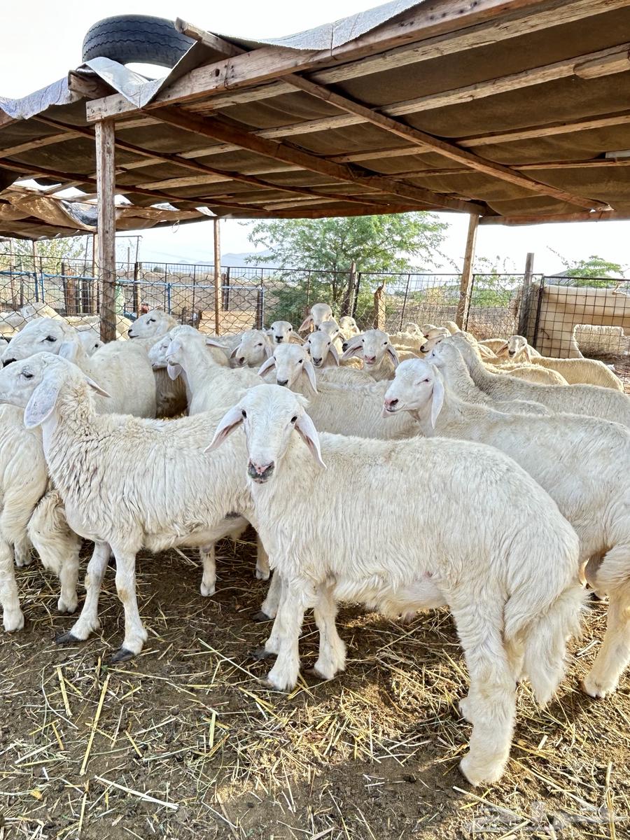 ذبايح حريه طليان و رخال64384562872963110