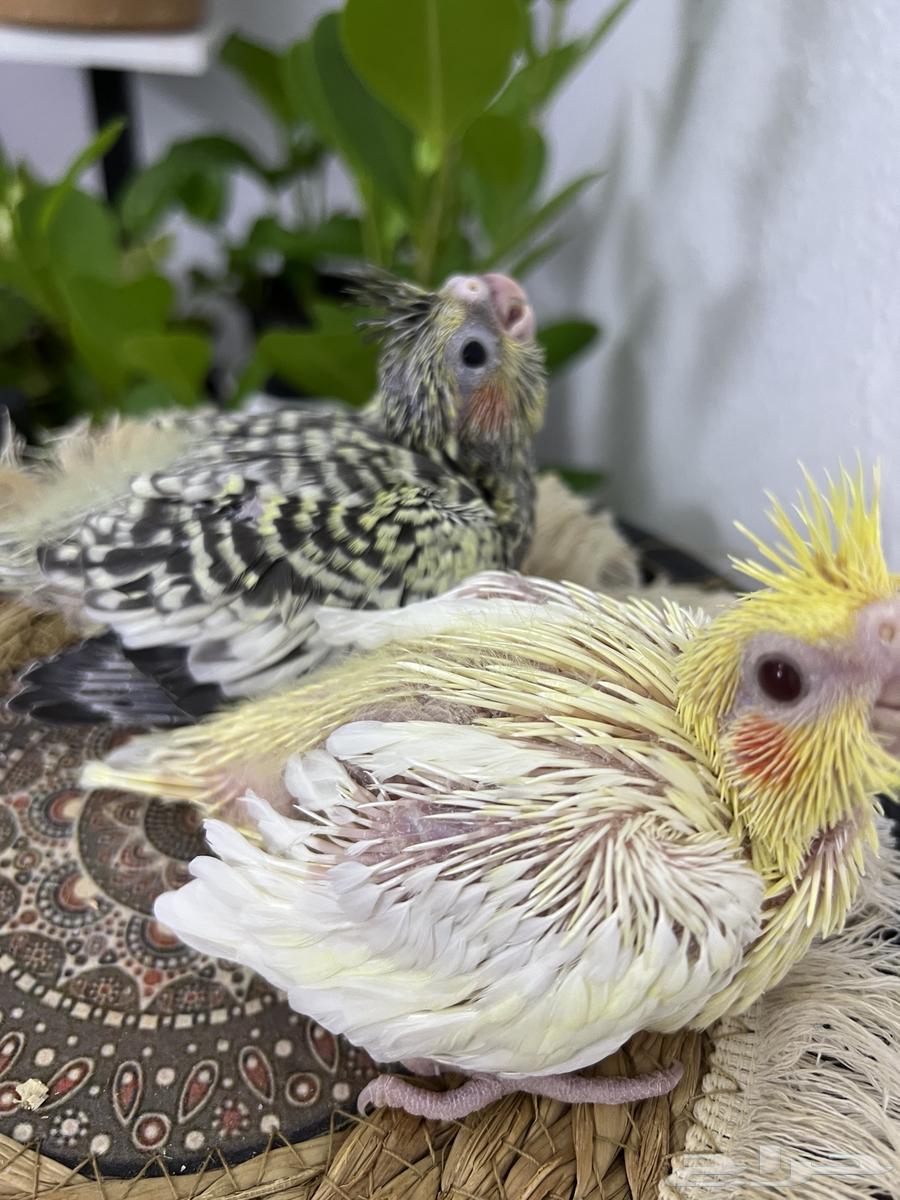 فروخ كروان64377929854723112