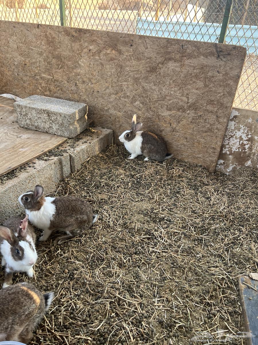 ارنب للبيع64383178094339111