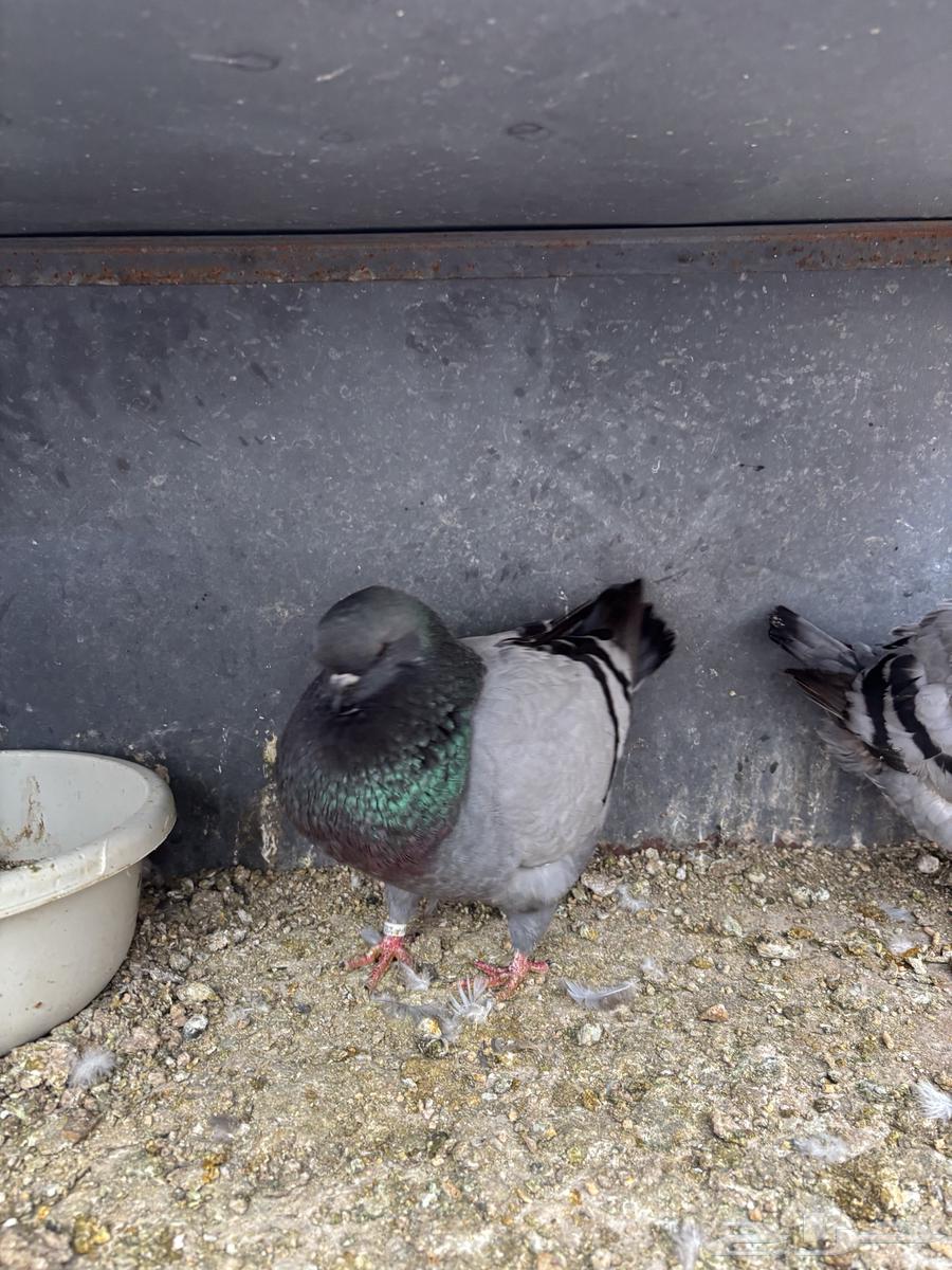 زوجين كنق TOB64377579712643114