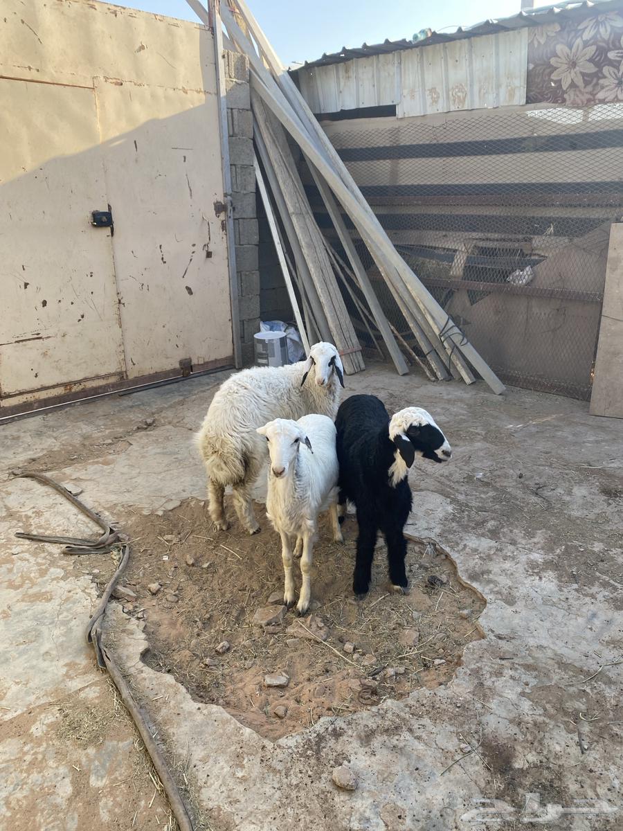 رخال حري مع هجين64380075508226113