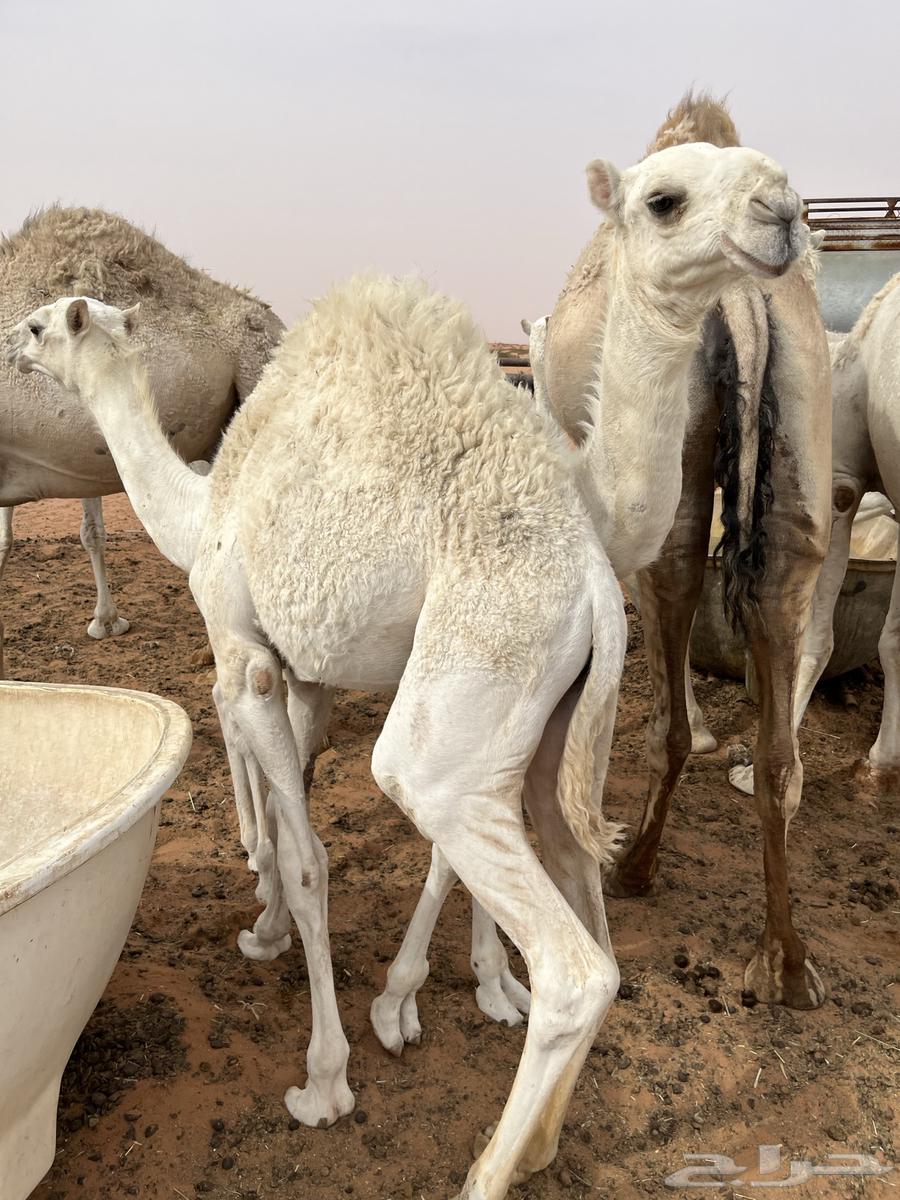 حشو حليب للبيع64388894685314114