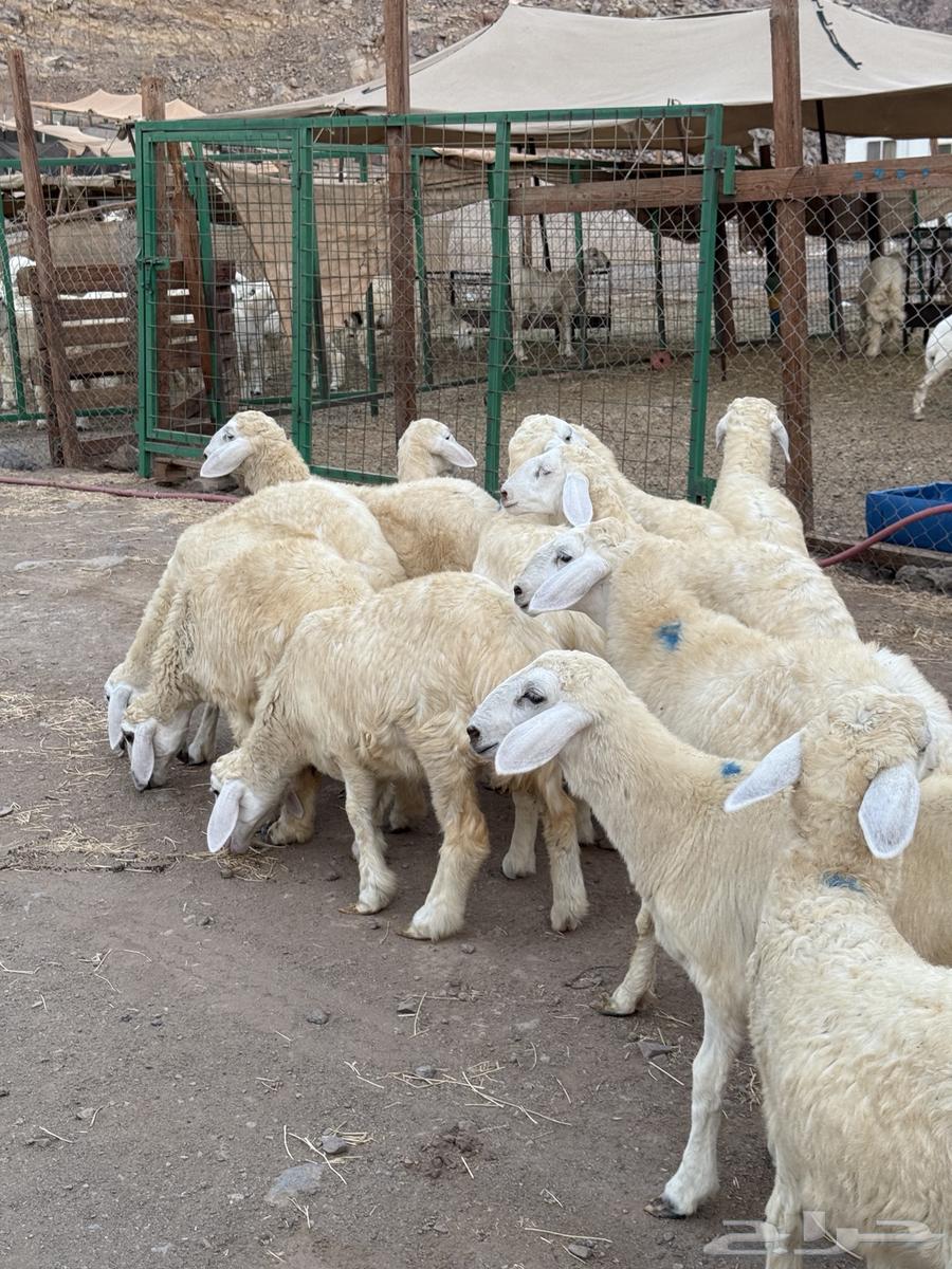 رخال حريه64389502472194111