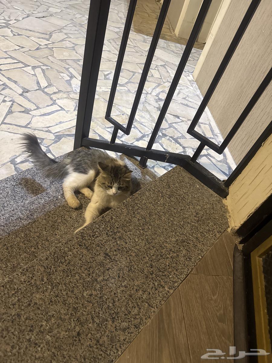 قطه للبيع64388798622977113