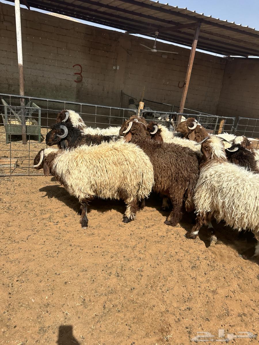 جذعان طليان نعيم64381480435329111