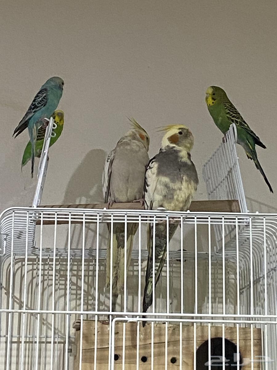 جوز كروان مع فرخ64380075462403113