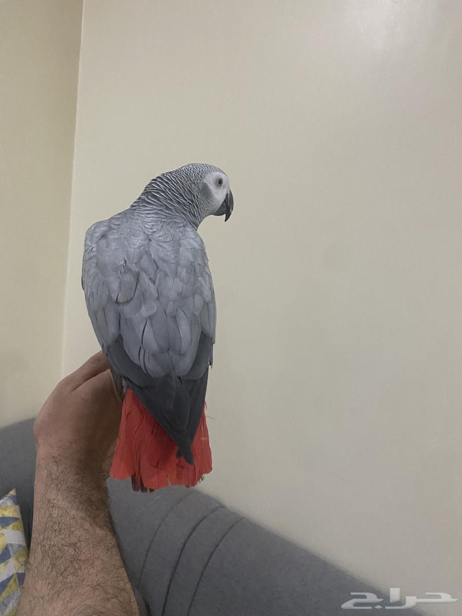 Very bright Casco parrot, local breeding, very tame, talking, age 11 months64383857517954111