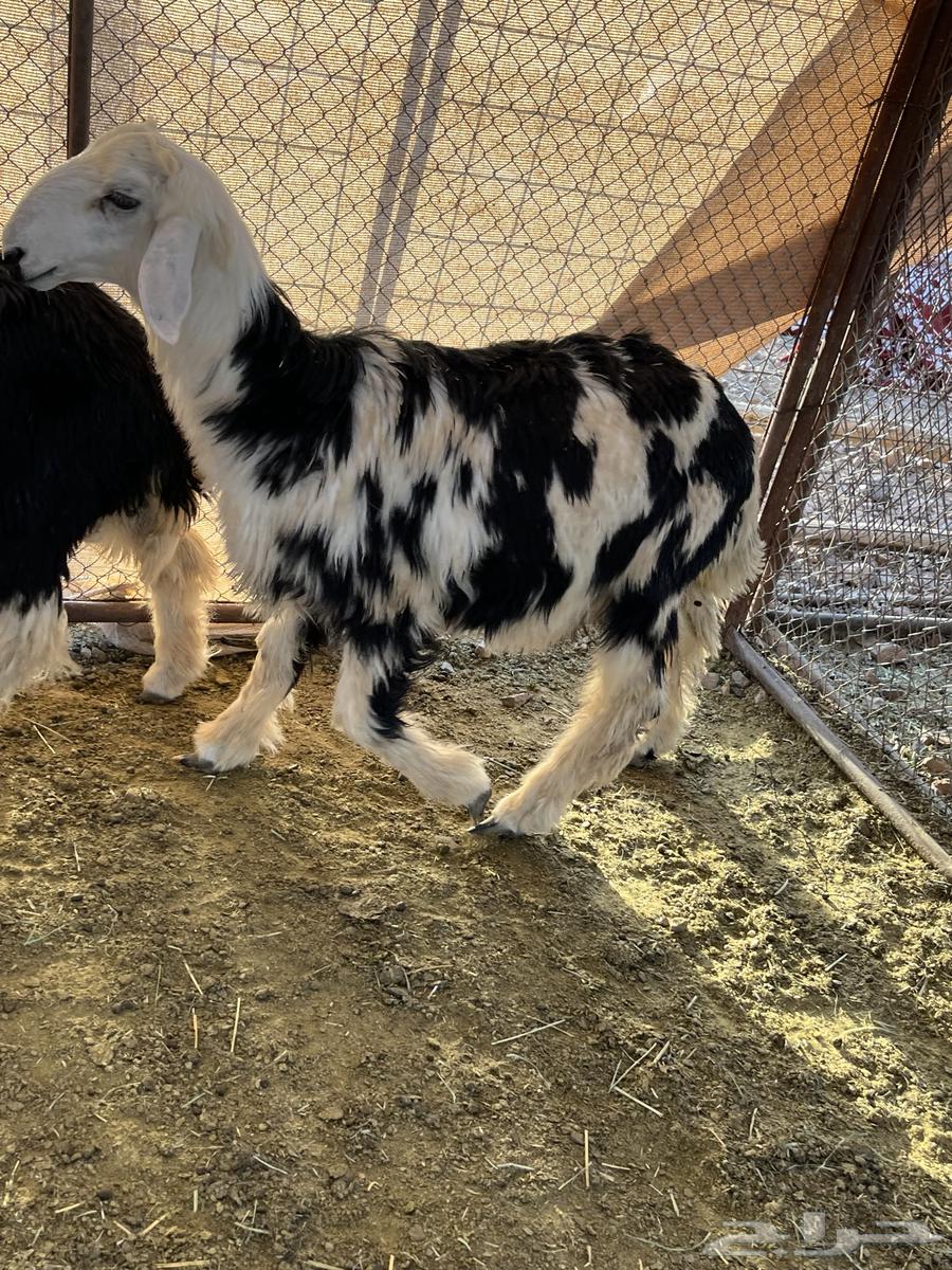 Finding five goats64387787906947112