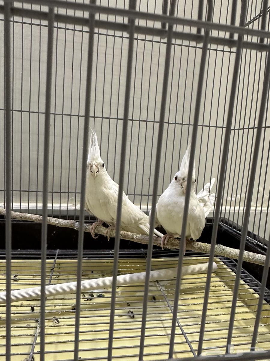 جوز كروان البينو64386543266691114