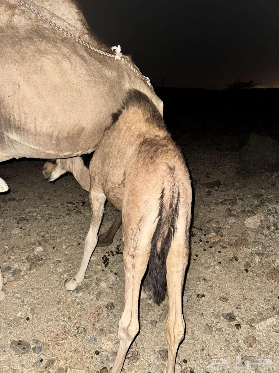 قعود للبيع64391838557441114