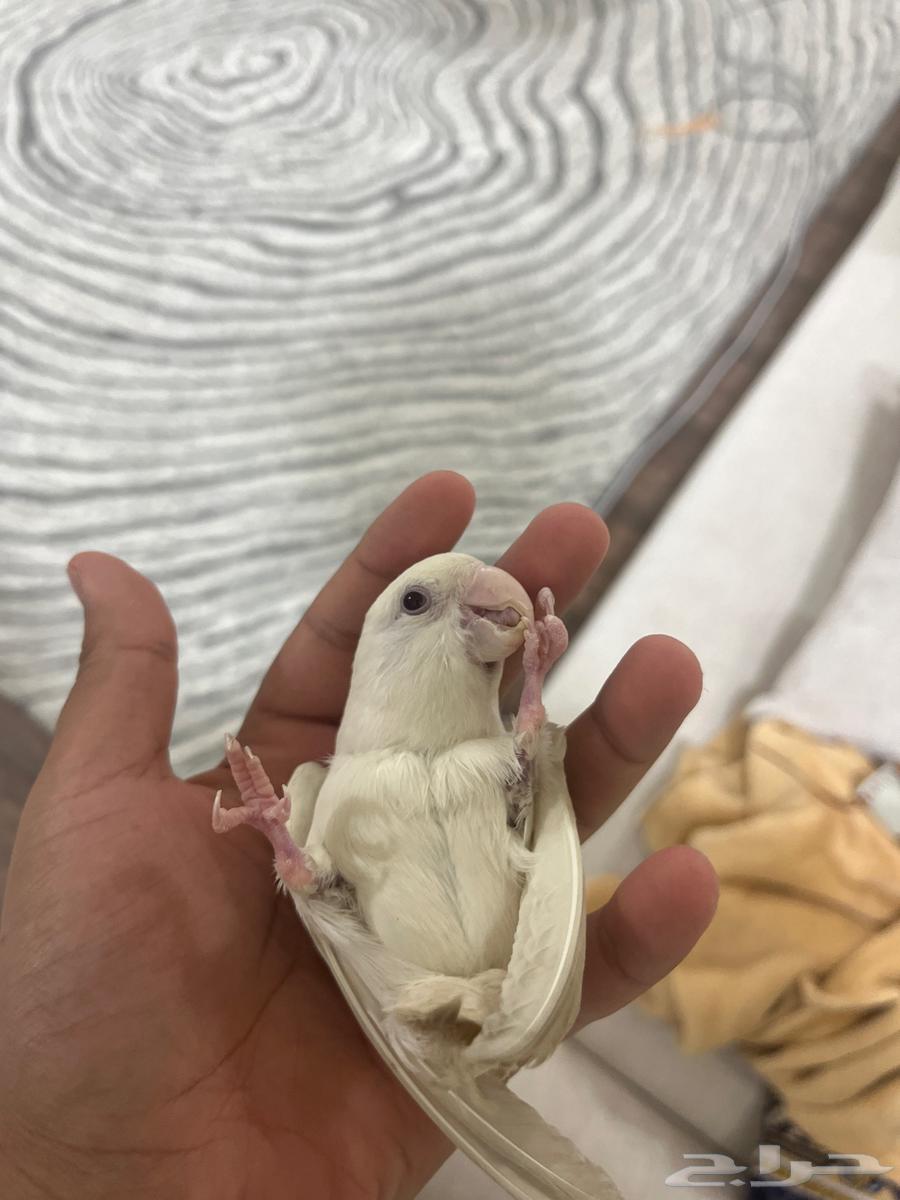 روز للبيع أنثى وذكر64377226243715111