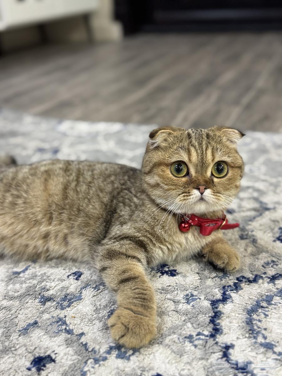 قطط سكوتش فولد64390788313346111