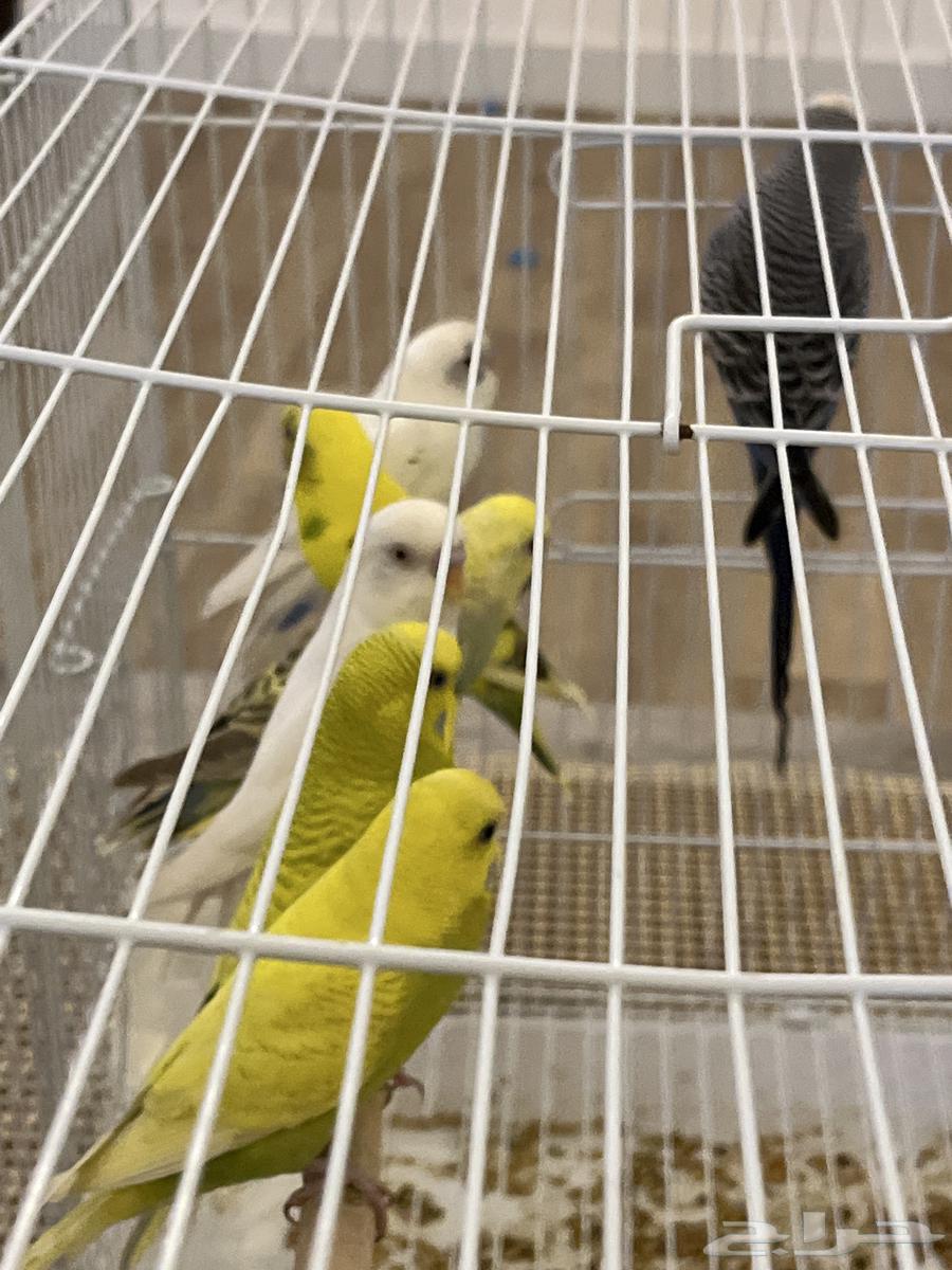 بادجي للبيع64377652234499111