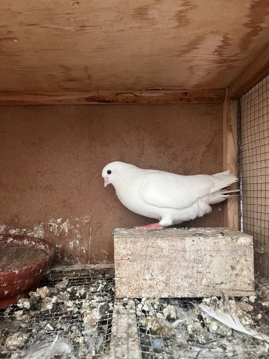 قطايف اجوز وفرايد ذكور واناثي64382776401794111